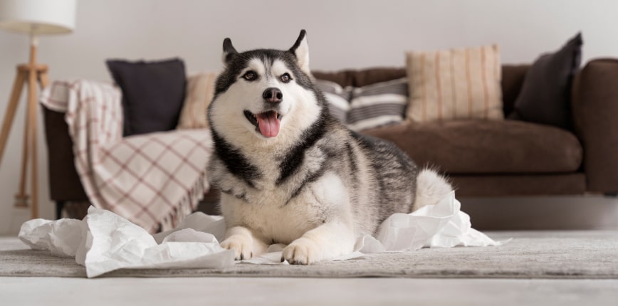 Is Low Glycemic Dog Food Just Marketing Hype? You decide.