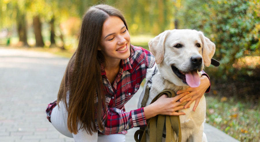 Best Dog Food for Senior Dogs: What Changes as They Age