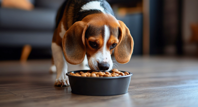 Dog Food for Weight Loss: What Actually Works