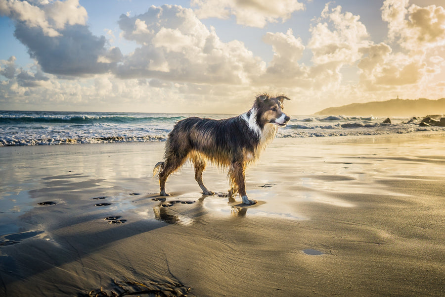 How to Comfort a Dog with Pancreatitis (and What to Feed Them)