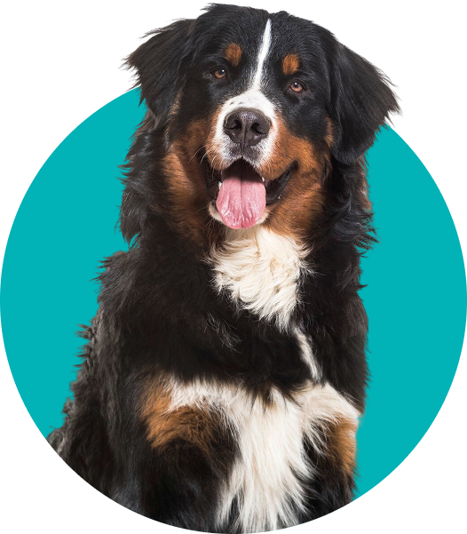 Dog Image