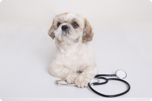 Collection Dog